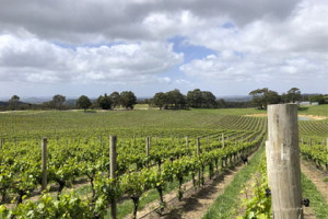 McLaren Vale Private Tour